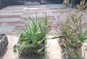 Aloe vera tree Sell Post