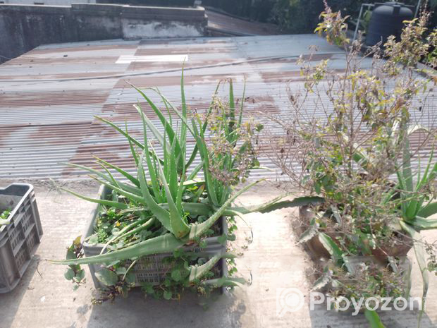 Aloe vera tree Sell Post