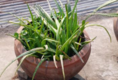 Aloe vera tree Sell Post
