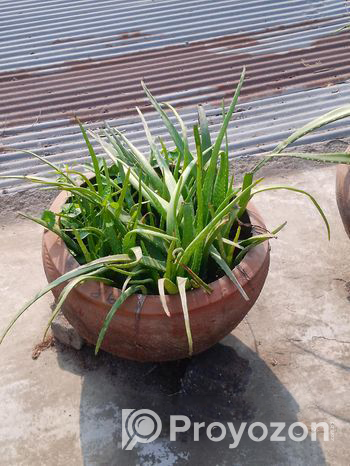 Aloe vera tree Sell Post