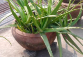 Aloe vera tree Sell Post