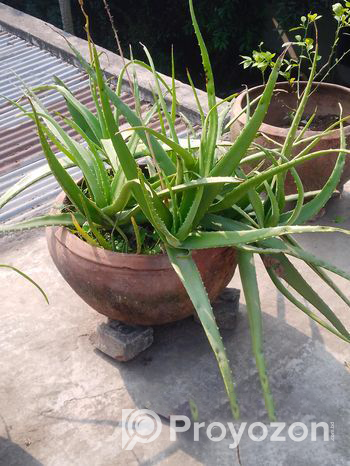 Aloe vera tree Sell Post