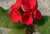 কাটামুকুট এর চারা বিক্রি