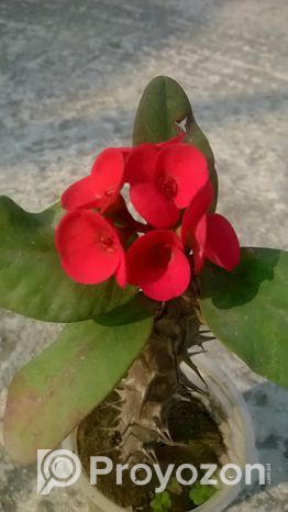 কাটামুকুট এর চারা বিক্রি