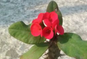কাটামুকুট এর চারা বিক্রি