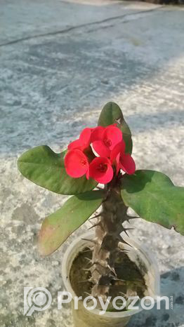 কাটামুকুট এর চারা বিক্রি