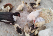 Chinese duckling