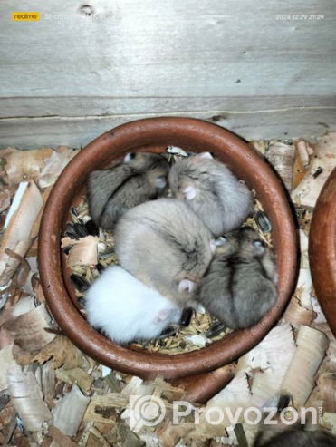 Russian Dwarf Hamster