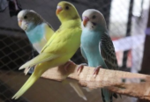 Semi-adult budgerigar per piece