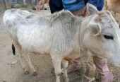 সাদা এই আড়িয়া গরুটি বিক্রি করা হবে