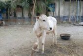 সাদা এই আড়িয়া গরুটি বিক্রি করা হবে