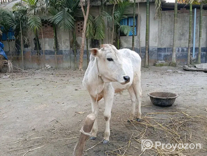 সাদা এই আড়িয়া গরুটি বিক্রি করা হবে