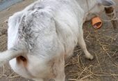 সাদা এই আড়িয়া গরুটি বিক্রি করা হবে