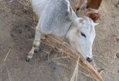 সাদা এই আড়িয়া গরুটি বিক্রি করা হবে