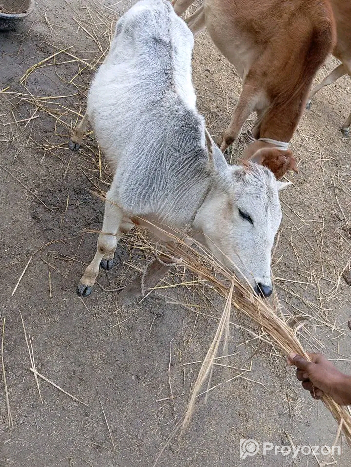 সাদা এই আড়িয়া গরুটি বিক্রি করা হবে