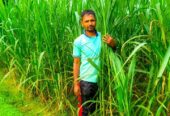শুধু পাইকারি রেটে ইন্দোনেশিয়ান স্মার্ট নেপিয়ার