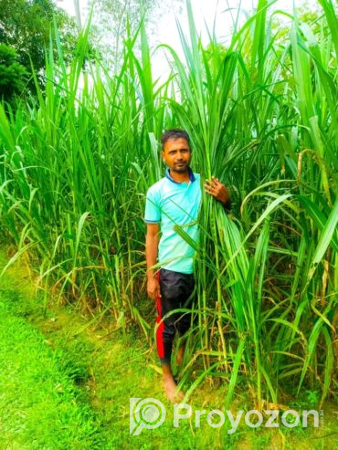 শুধু পাইকারি রেটে ইন্দোনেশিয়ান স্মার্ট নেপিয়ার