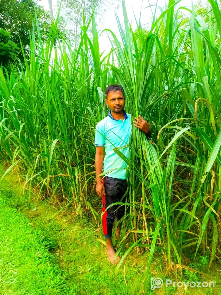 শুধু পাইকারি রেটে ইন্দোনেশিয়ান স্মার্ট নেপিয়ার