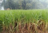 শুধু পাইকারি রেটে ইন্দোনেশিয়ান স্মার্ট নেপিয়ার