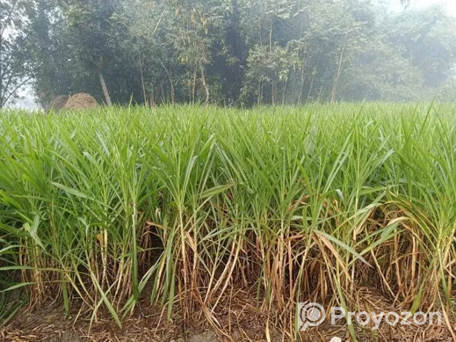 শুধু পাইকারি রেটে ইন্দোনেশিয়ান স্মার্ট নেপিয়ার