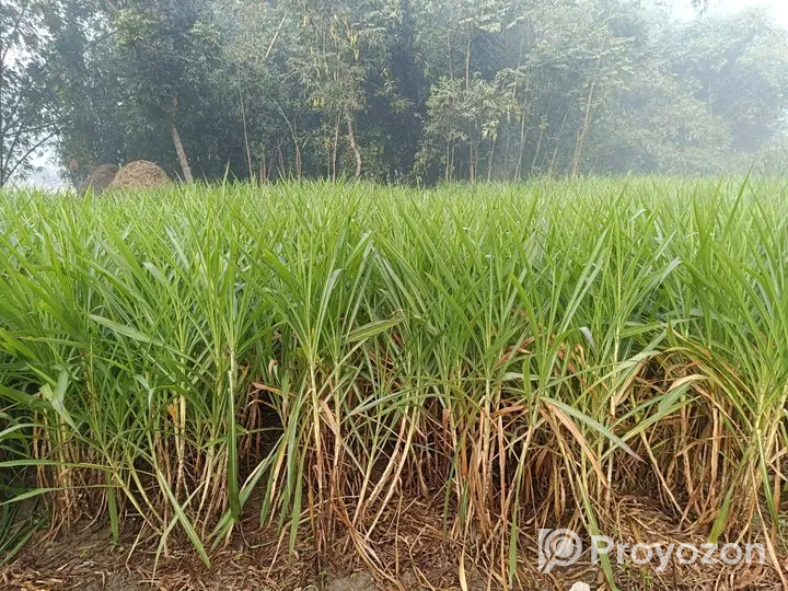 শুধু পাইকারি রেটে ইন্দোনেশিয়ান স্মার্ট নেপিয়ার