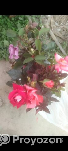10 টি হাইব্রিড গোলাপ চারা
