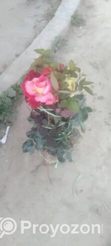 10 টি হাইব্রিড গোলাপ চারা