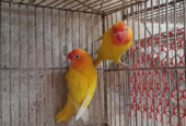 Lovebird Sell Post