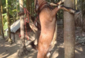 যমুনাপারী পাঠা বিক্রি হবে