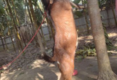 যমুনাপারী পাঠা বিক্রি হবে