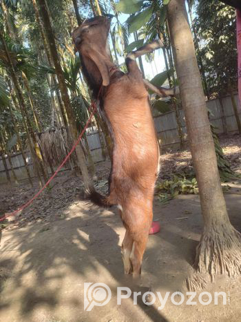 যমুনাপারী পাঠা বিক্রি হবে