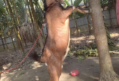 যমুনাপারী পাঠা বিক্রি হবে