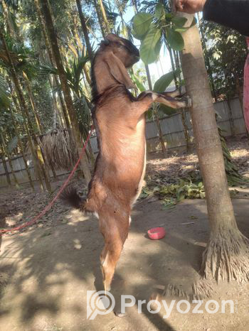 যমুনাপারী পাঠা বিক্রি হবে