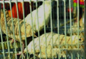 খাচা সহ ৩টি কোয়েল পাখি বিক্রি হবে।