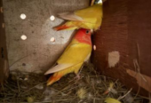 Running Red Head Lutino Opaline