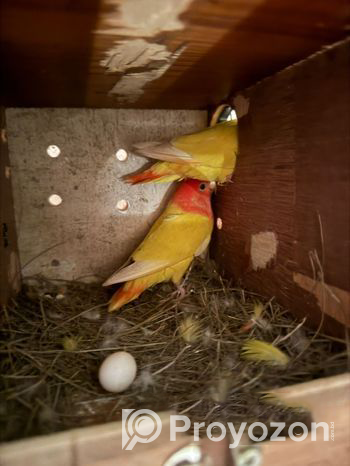 Running Red Head Lutino Opaline