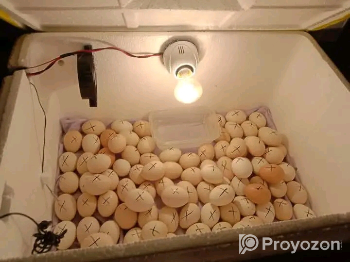 উন্নত মানের ইনকিউবেটর