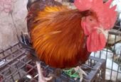 সাশ্রয়ী মূল্যে বাজার করুন বাড়ি থেকে।