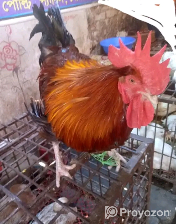 সাশ্রয়ী মূল্যে বাজার করুন বাড়ি থেকে।