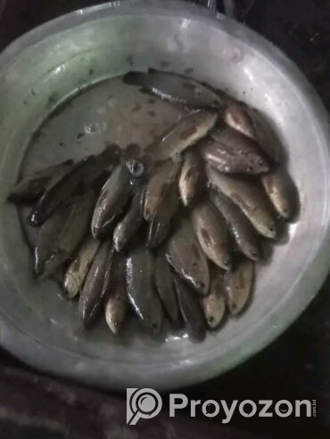 সাশ্রয়ী মূল্যে বাজার করুন বাড়ি থেকে।