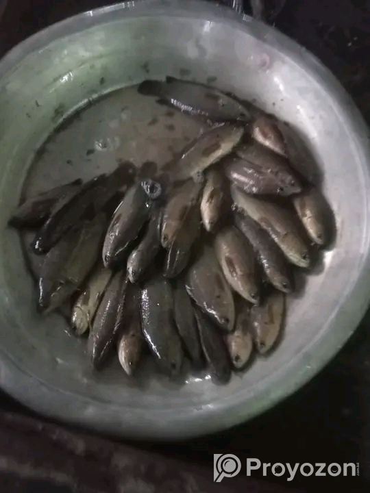 সাশ্রয়ী মূল্যে বাজার করুন বাড়ি থেকে।