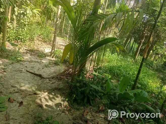বসত বাড়ীর বাগান বিক্রি হবে