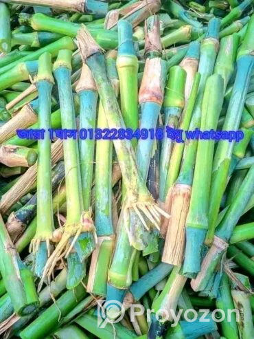 প্রোটিন সম্পন্ন ঘাসের কাটিং ঘাসের চারা