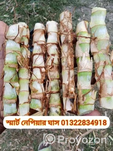 প্রোটিন সম্পন্ন ঘাসের কাটিং ঘাসের চারা