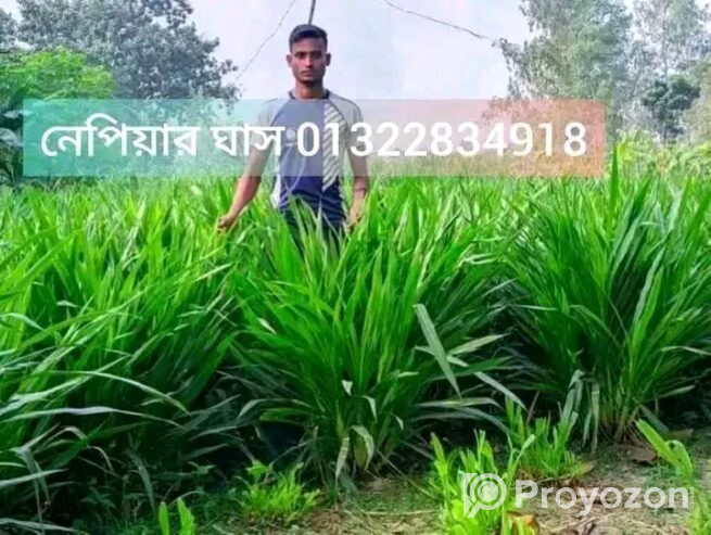 প্রোটিন সম্পন্ন ঘাসের কাটিং ঘাসের চারা
