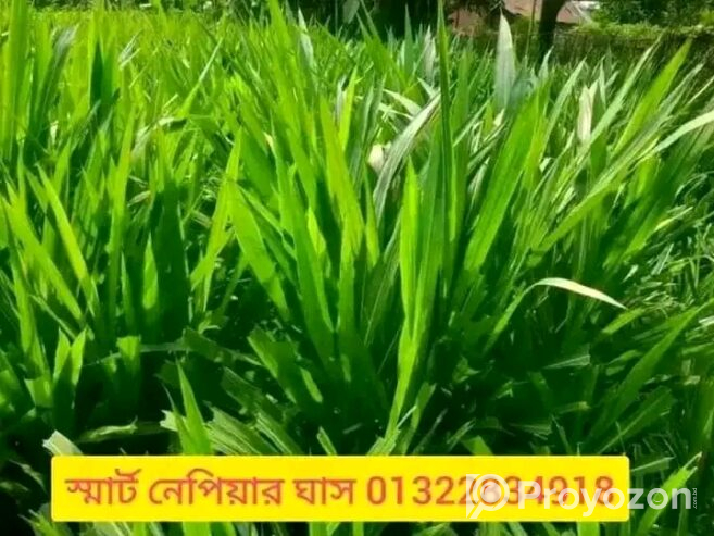 প্রোটিন সম্পন্ন ঘাসের কাটিং ঘাসের চারা