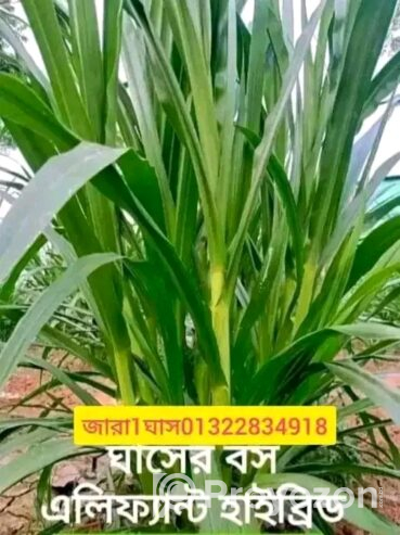প্রোটিন সম্পন্ন ঘাসের কাটিং ঘাসের চারা