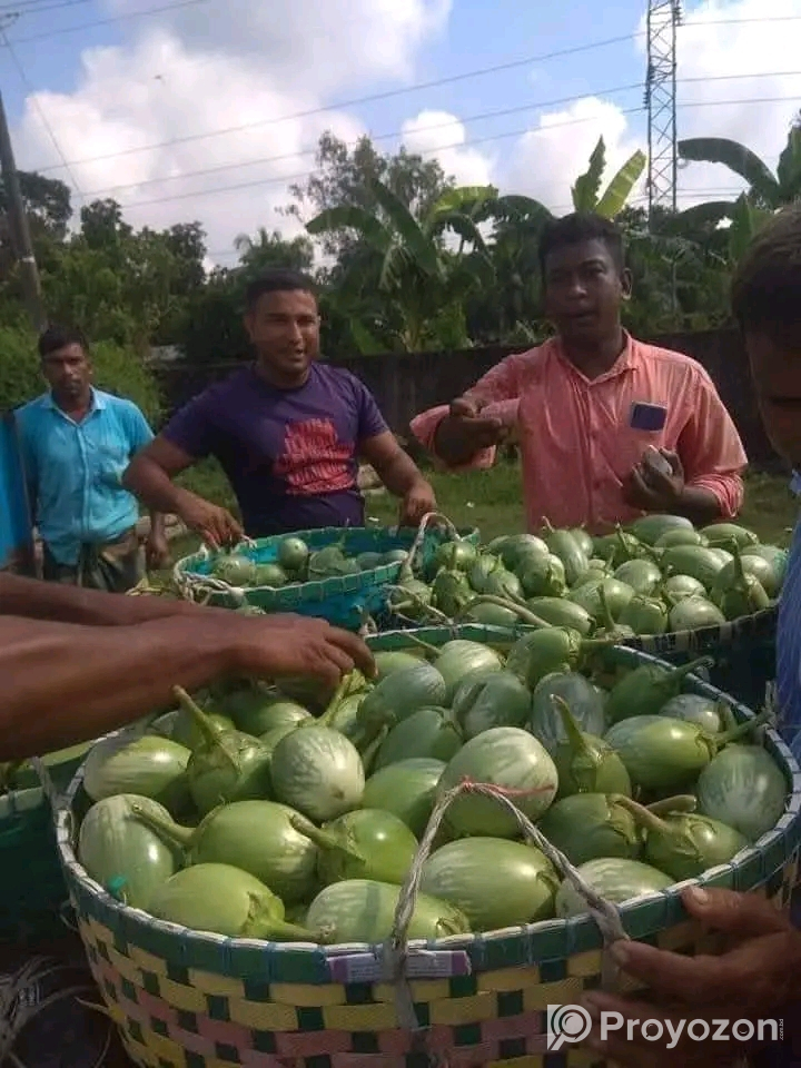 হাইব্রীড বেগুন- গ্রীনবল (Green Ball)