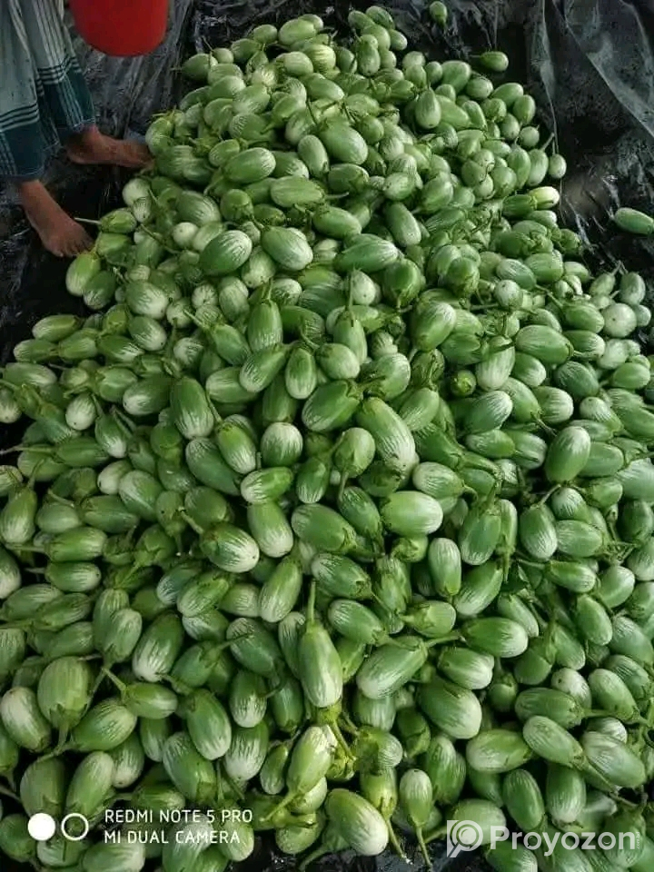 হাইব্রীড বেগুন- গ্রীনবল (Green Ball)