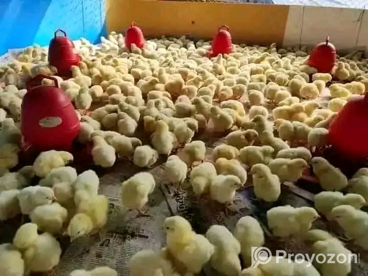 মুরগী টার্কি, তিথির,কাদাকনাথ, কোয়েল বিক্রি হবে